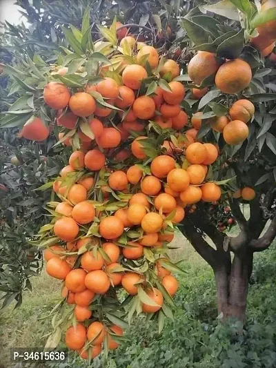 Natural Orange Plant-thumb0