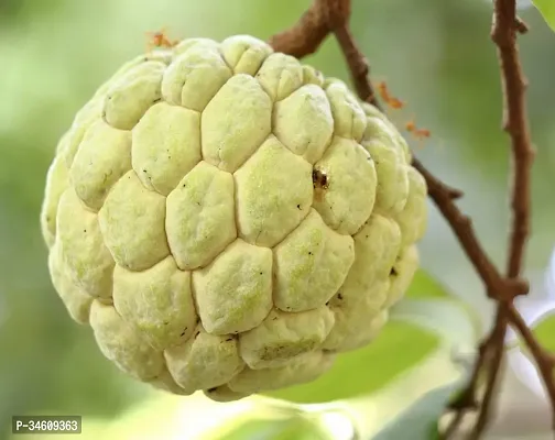 Natural Custard Apple Plant-thumb0