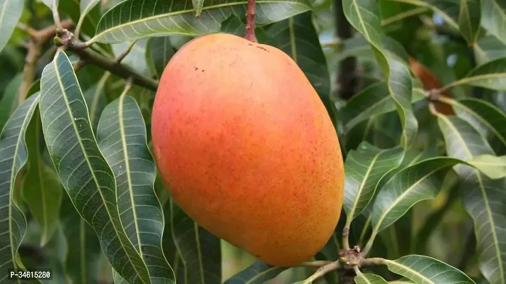 Natural Mango Plant-thumb0