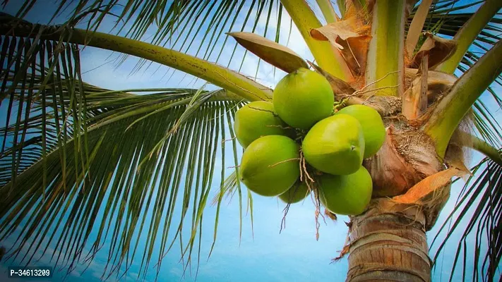 Natural Coconut Plant-thumb0