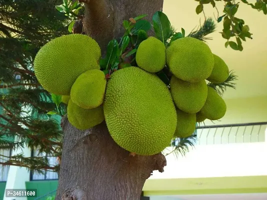 Natural Jack Fruit Plant-thumb3