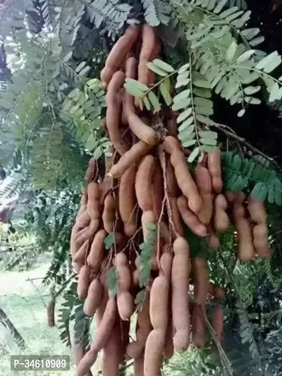 Natural Tamarind Plant-thumb0