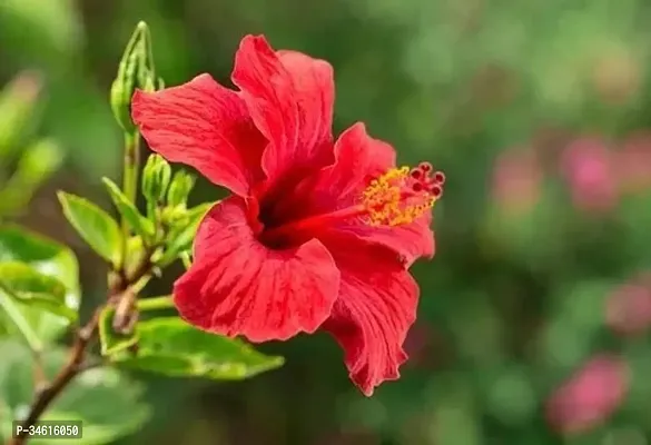 Natural Hibiscus Plant-thumb0