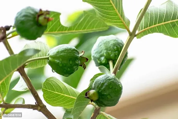 Natural Guava Plant-thumb0