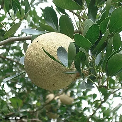 Natural Wood Apple Plant-thumb0