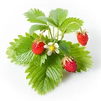 Natural Strawberry Plant-thumb1