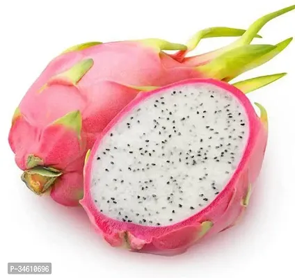 Natural Dragon Fruit Plant-thumb0