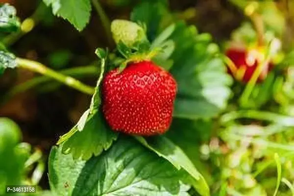 Natural Strawberry Plant