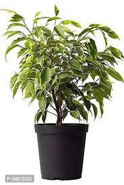 Natural Ficus Plant-thumb0