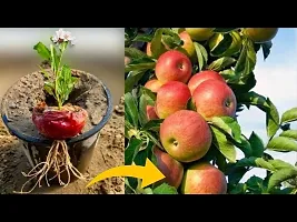 Natural Apple Plant-thumb2