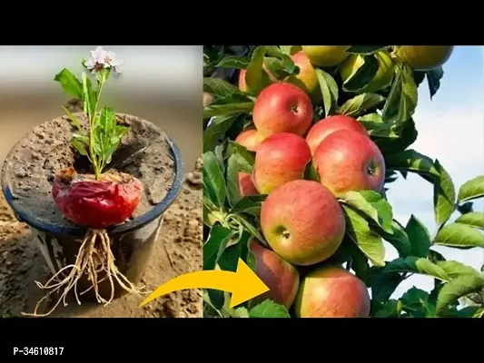 Natural Apple Plant-thumb3