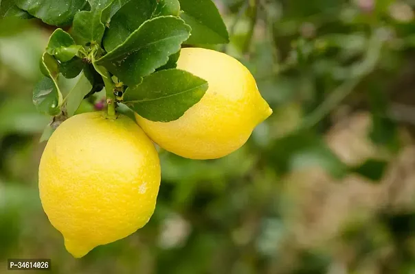 Natural Lemon Plant-thumb0