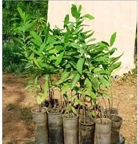 Natural White Sandalwood Plant-thumb1