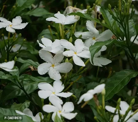 Natural Jasmine Plant