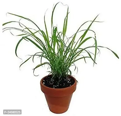 Natural Lemon Grass Plant-thumb0