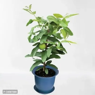 Natural Guava Plant-thumb0