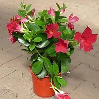 Natural Mandevilla Plant-thumb2