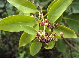 Natural Heart Leaf Oxycardium Plant-thumb2