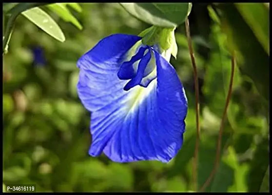 Natural Aparajita Butterfly Pea Plant-thumb0