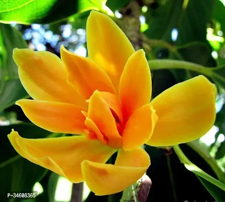 Natural Golden Champa Plant-thumb0