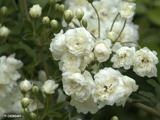 Natural Rose Plant-thumb0