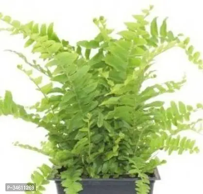 Natural Fern Plant-thumb0