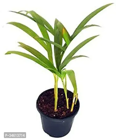 Natural Dragon Tree Plant-thumb0