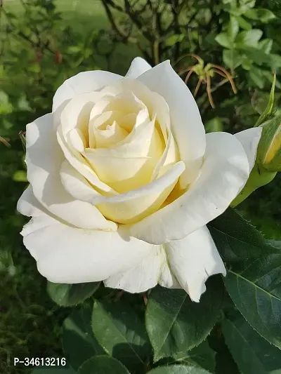 Natural Rose Plant-thumb0