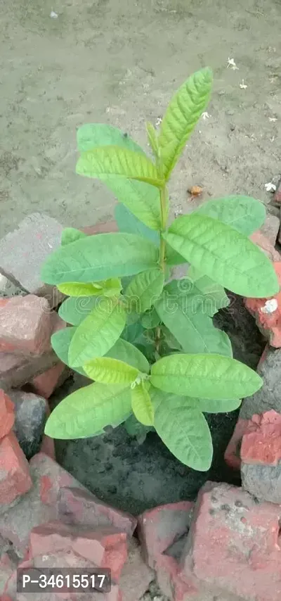 Natural Guava Plant-thumb0