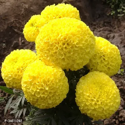 Natural Marigold Plant-thumb0