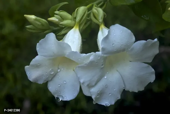 Natural Thunberjia Plant-thumb0