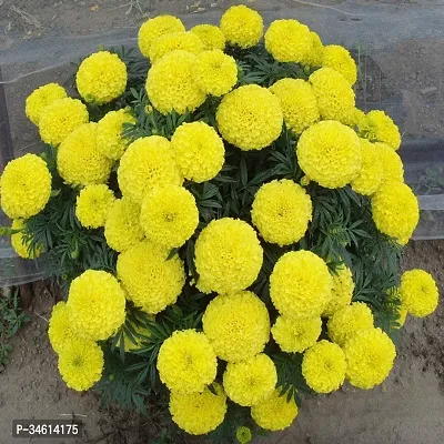 Natural Marigold Plant-thumb0