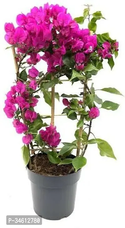 Natural Bougainvillea Plant-thumb0