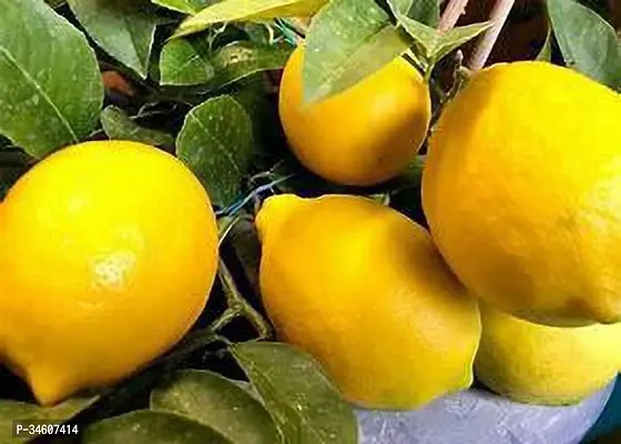 Natural Lemon Plant