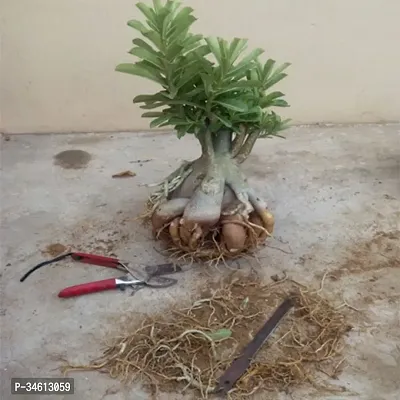 Natural Adenium Plant-thumb0