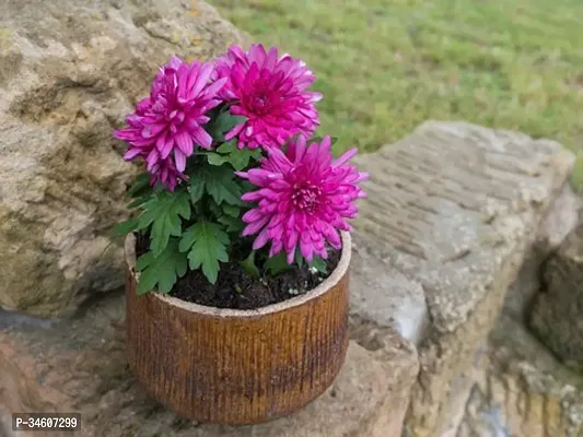 Natural Chrysanthemums Guldavari Plant-thumb0