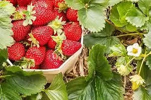 Natural Strawberry Plant-thumb1