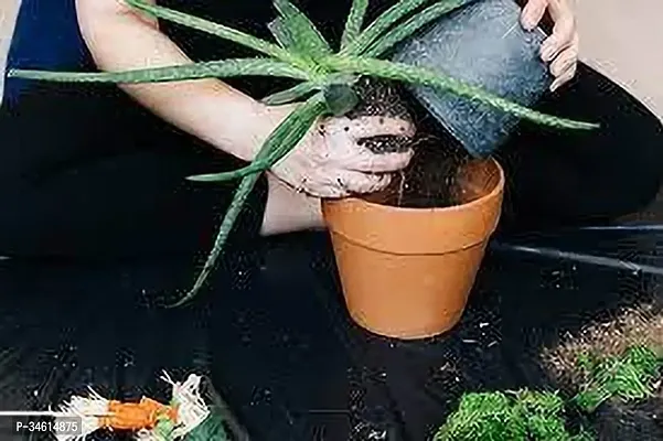 Natural Aloe Vera Plant-thumb0