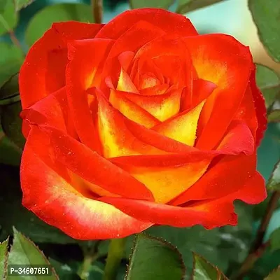 Natural Rose Plant-thumb0