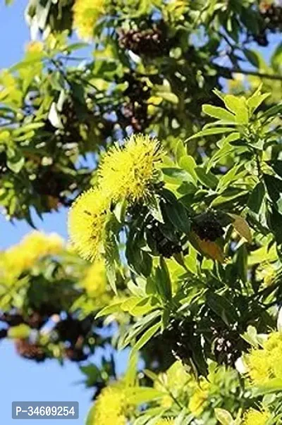 Natural Camphor Plant