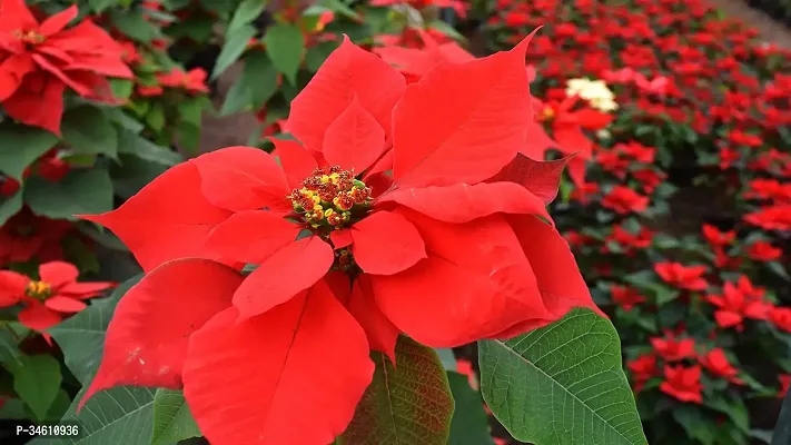 Natural Poinsettia Plant-thumb2