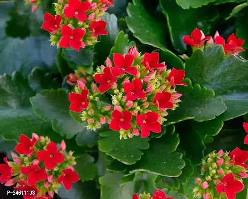 Natural Kalanchoe Plant-thumb0