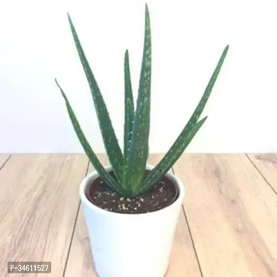 Natural Aloe Vera Plant-thumb0