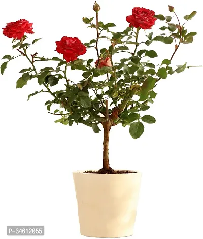 Natural Rose Plant-thumb0