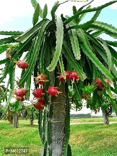 Natural Lily Plant-thumb0