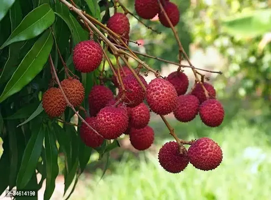 Natural Litchi Plant-thumb0