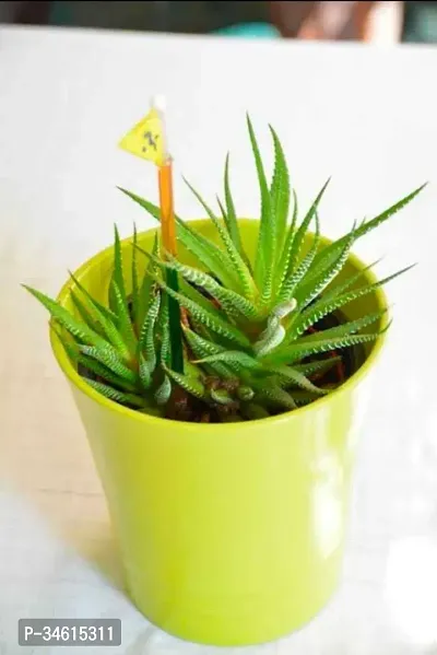 Natural Aloe Vera Plant-thumb0