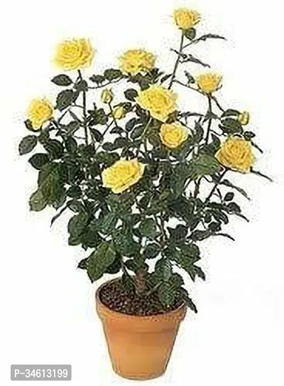 Natural Rose Plant-thumb0