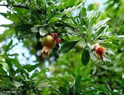 Natural Pomegranate Plant-thumb0