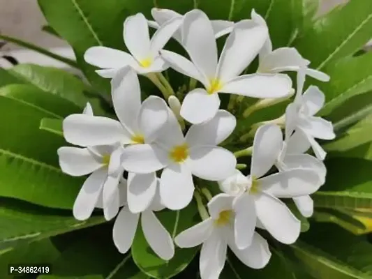 Natural Plumeria Plant-thumb0